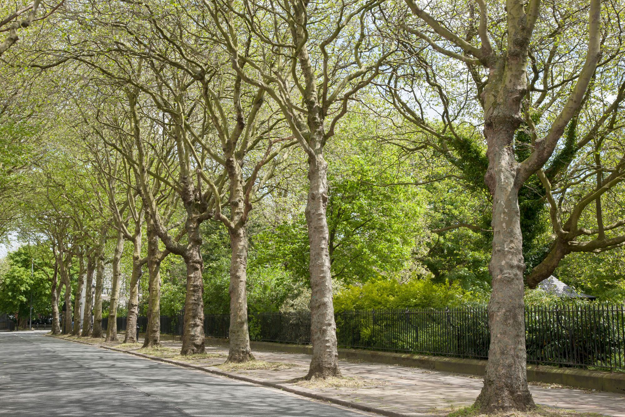 falkner square liverpool